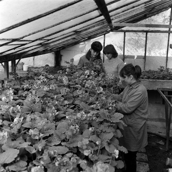 minerva_1985_c1_c5r1_003