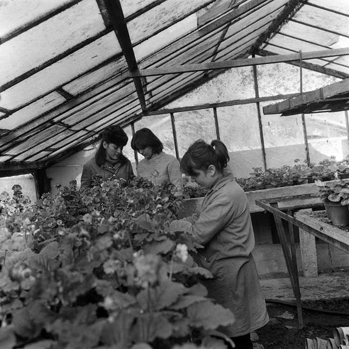 minerva_1985_c1_c5r1_004