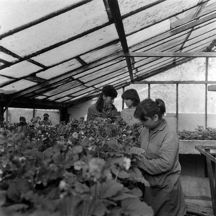 minerva_1985_c1_c5r1_005