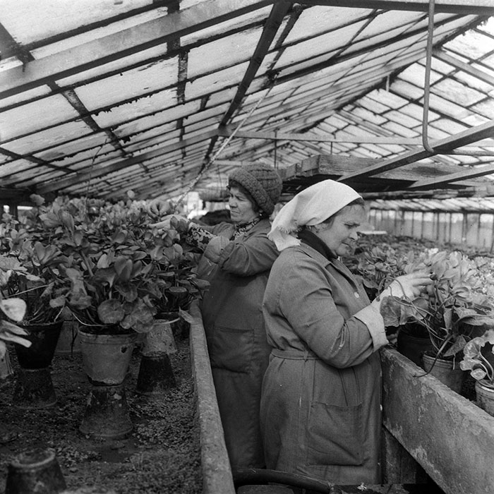 minerva_1985_c1_c5r1_006