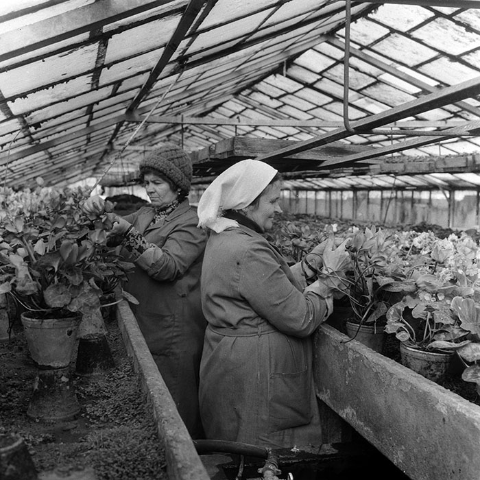 minerva_1985_c1_c5r1_007