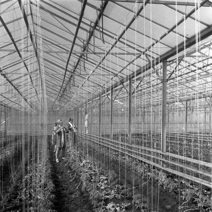 minerva_1985_c1_c6r3_001