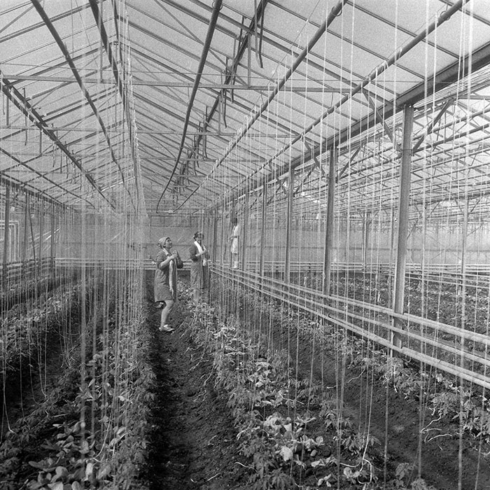 minerva_1985_c1_c6r3_002