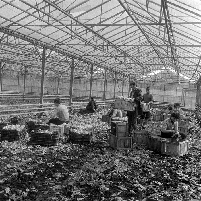 minerva_1985_c1_c6r3_003