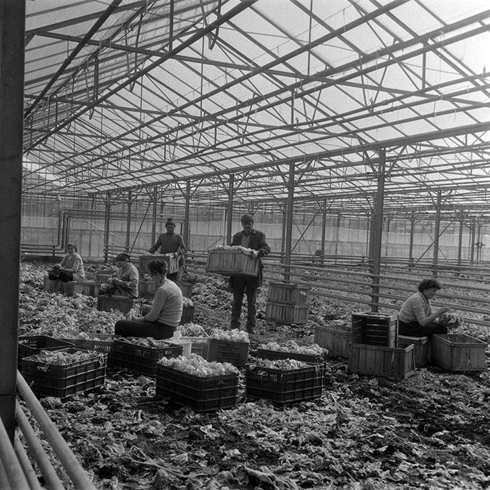 minerva_1985_c1_c6r3_004