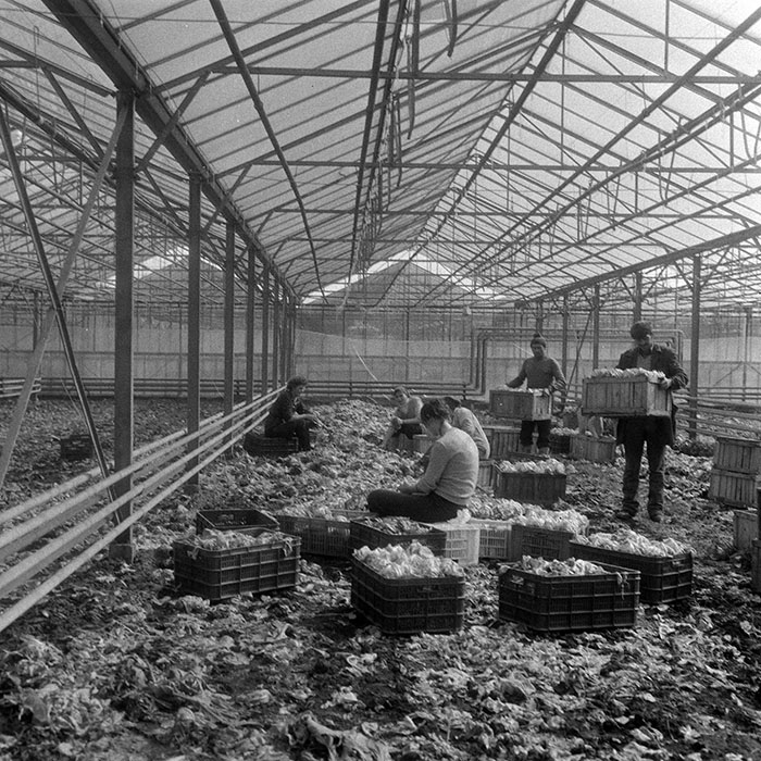 minerva_1985_c1_c6r3_005