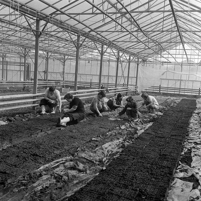 minerva_1985_c1_c6r3_006