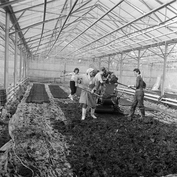 minerva_1985_c1_c6r3_008