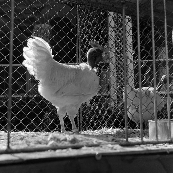 minerva_1985_c1_c6r4_001