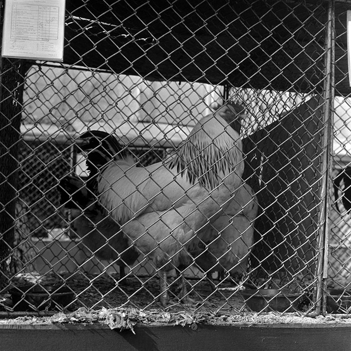 minerva_1985_c1_c6r4_005