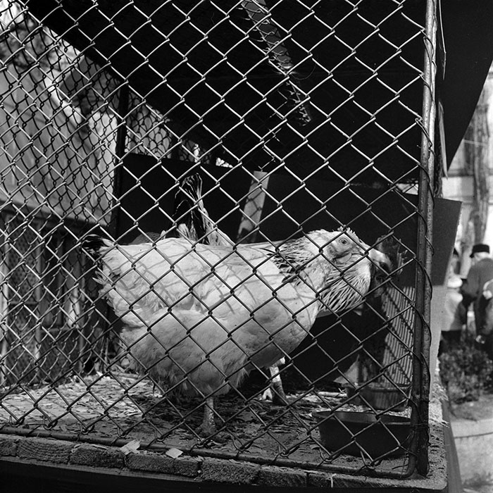 minerva_1985_c1_c6r4_006