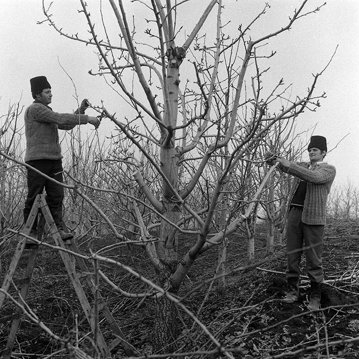 minerva_1985_c1_c6r4_016