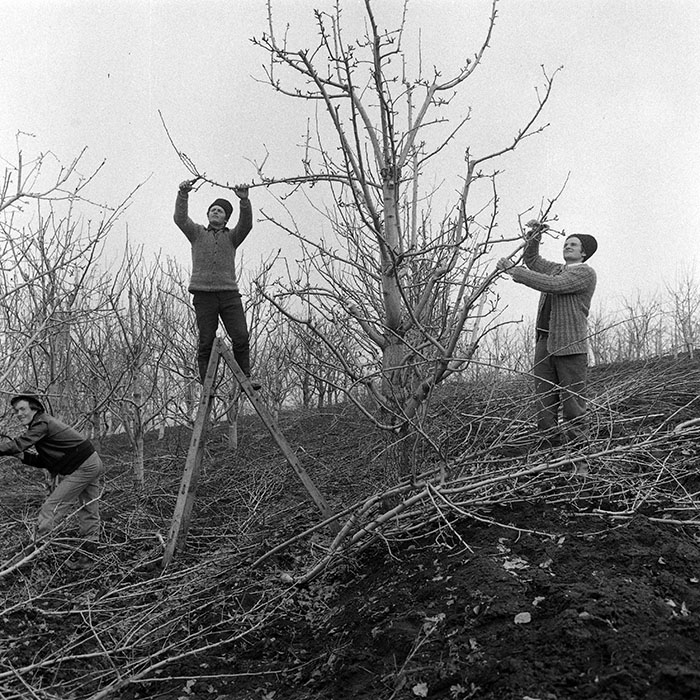 minerva_1985_c1_c6r4_017