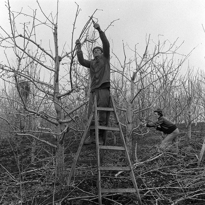 minerva_1985_c1_c6r4_018