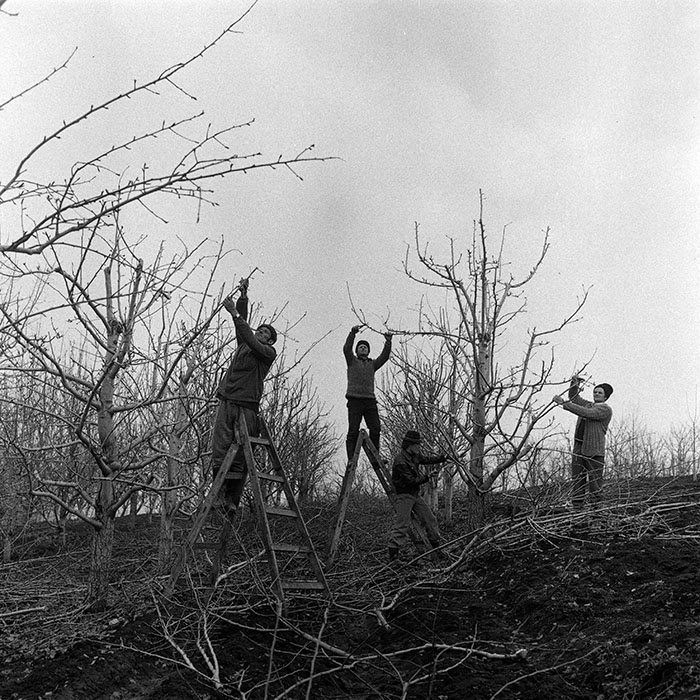 minerva_1985_c1_c6r4_019