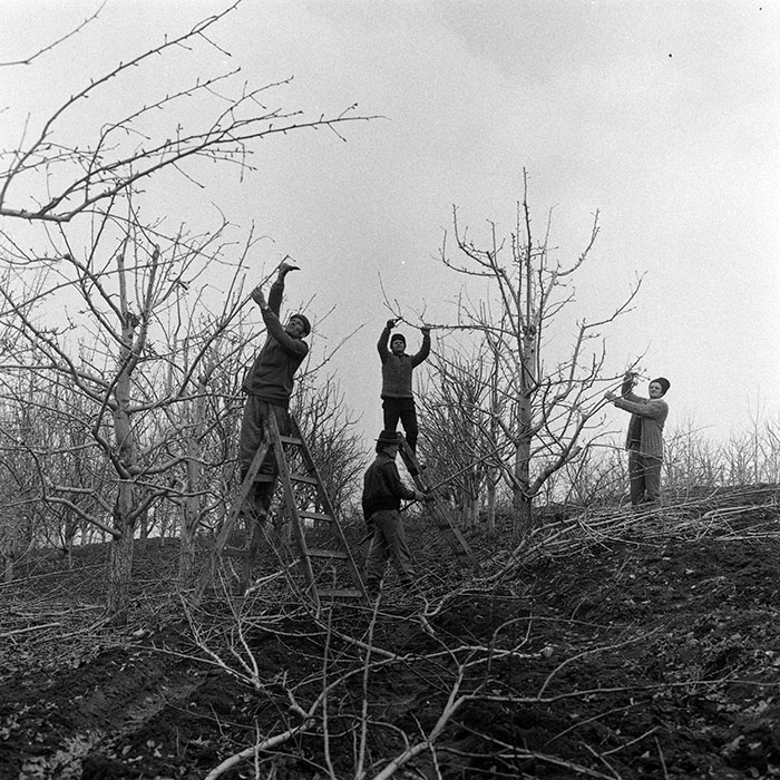 minerva_1985_c1_c6r4_020