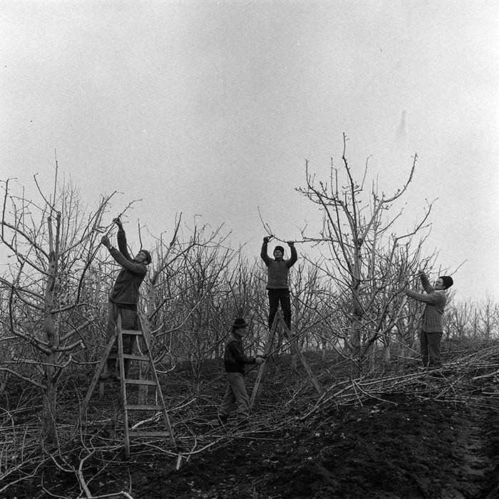 minerva_1985_c1_c6r4_021