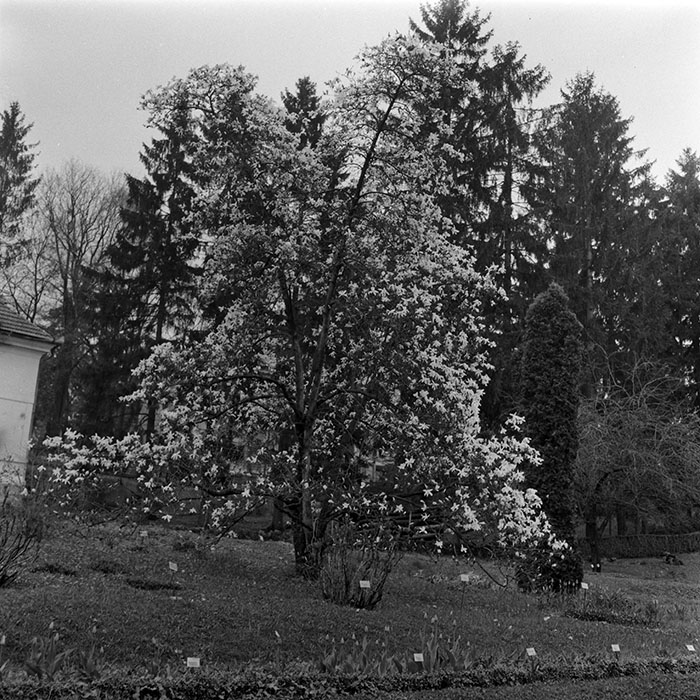 minerva_1985_c1_c7r2_029