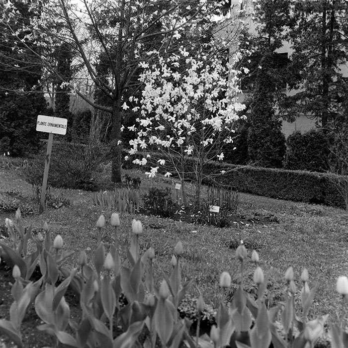 minerva_1985_c1_c7r2_033