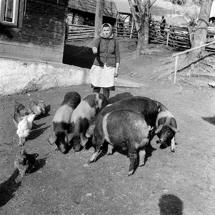 minerva_1985_c1_c8r4_019