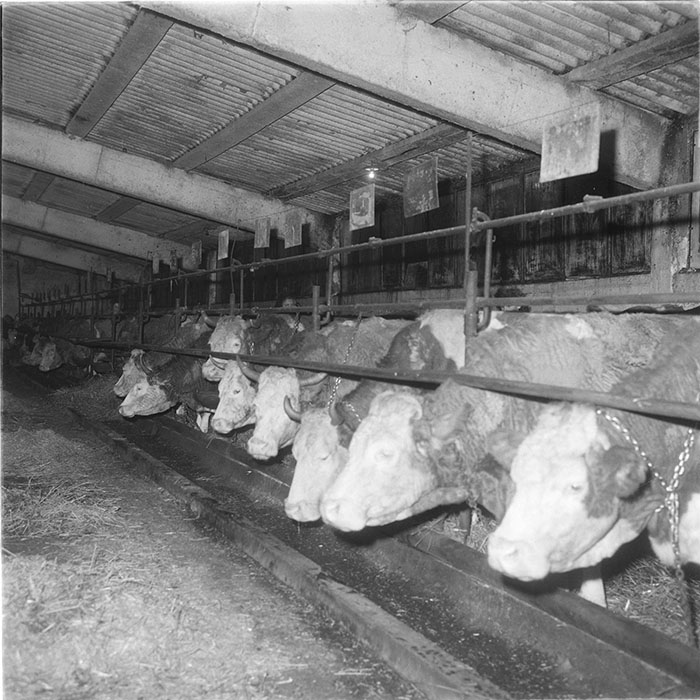 minerva_1985_c2_c1r1_001