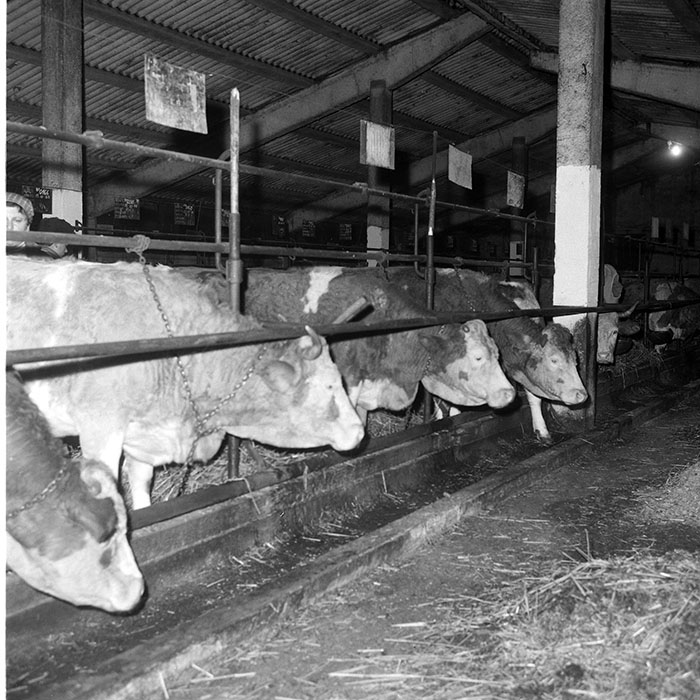 minerva_1985_c2_c1r1_002