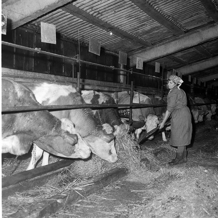 minerva_1985_c2_c1r1_003