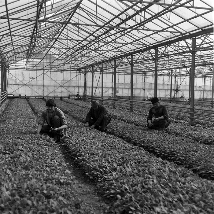 minerva_1985_c2_c1r1_024