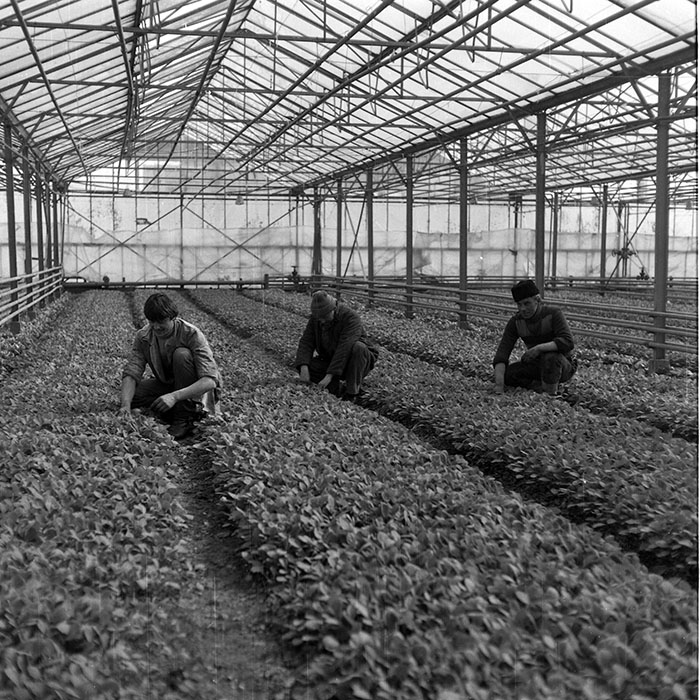 minerva_1985_c2_c1r1_025