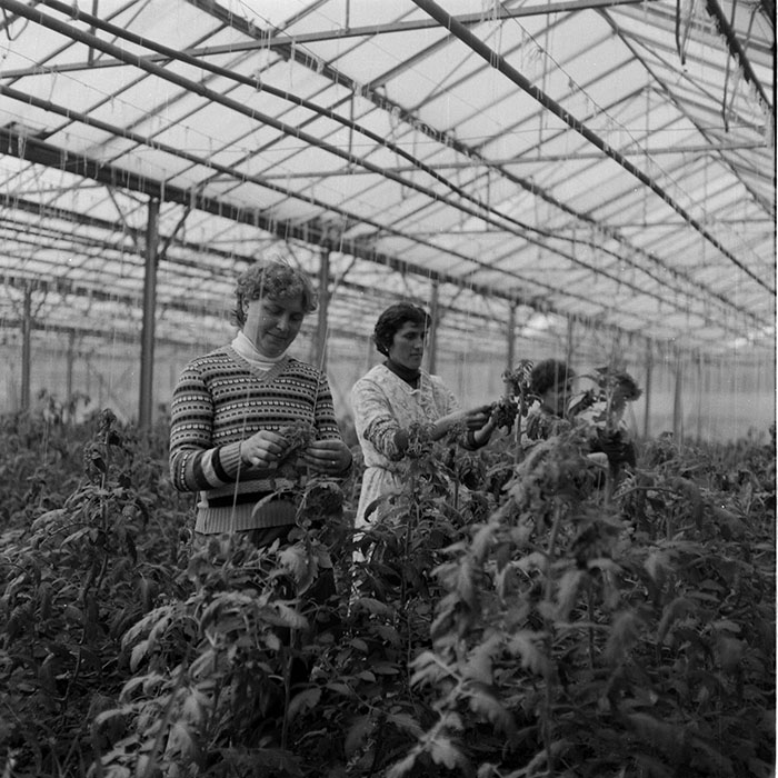 minerva_1985_c2_c1r1_028