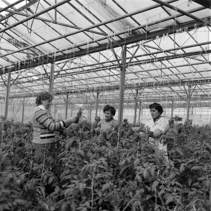 minerva_1985_c2_c1r1_029