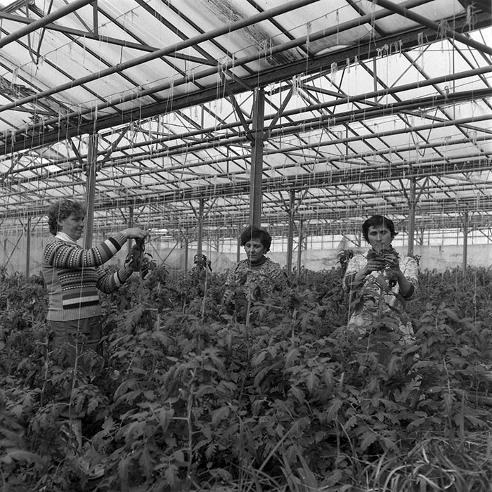 minerva_1985_c2_c1r1_030