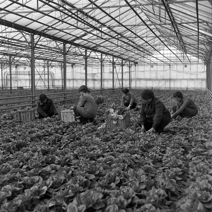 minerva_1985_c2_c1r1_032