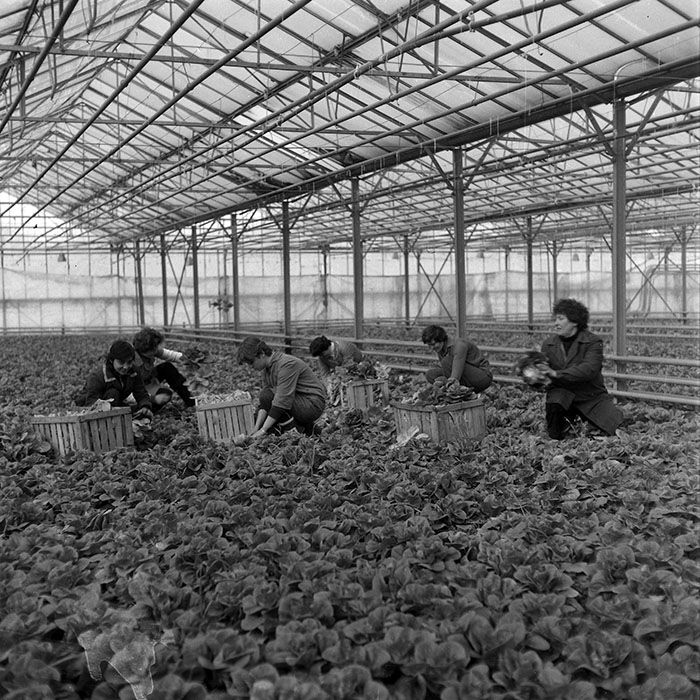 minerva_1985_c2_c1r1_033