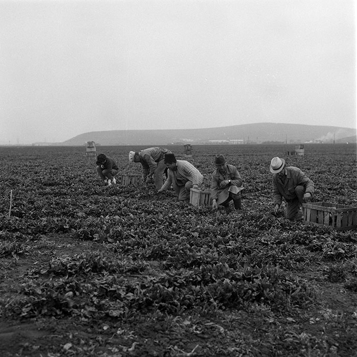 minerva_1985_c2_c1r1_034