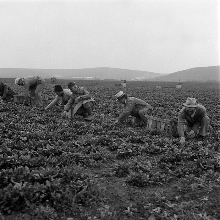 minerva_1985_c2_c1r1_036