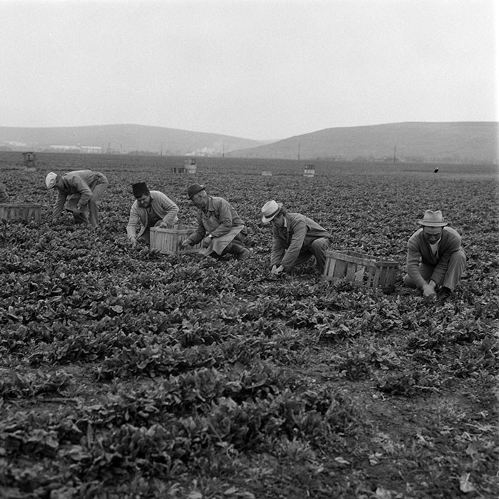 minerva_1985_c2_c1r1_037