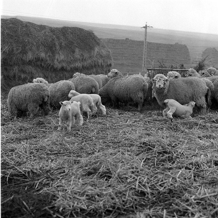 minerva_1985_c2_c1r3_030