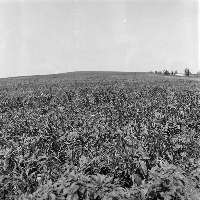 minerva_1985_c2_c1r3_040