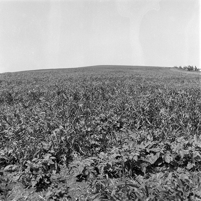 minerva_1985_c2_c1r3_041