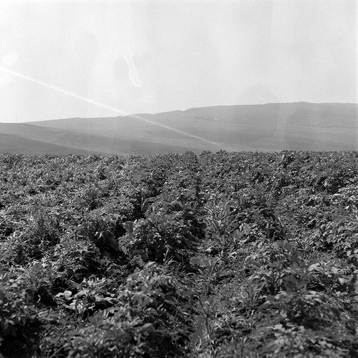 minerva_1985_c2_c1r3_043