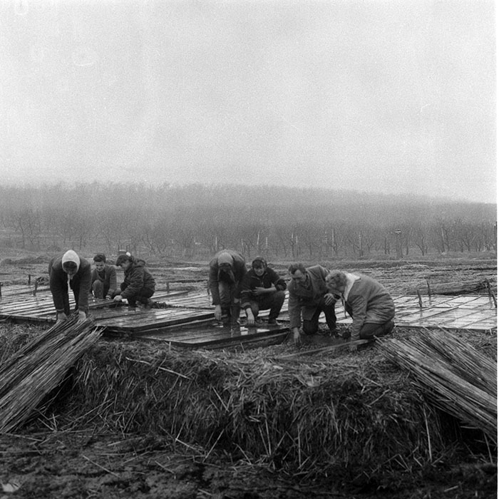 minerva_1985_c2_c1r4_011