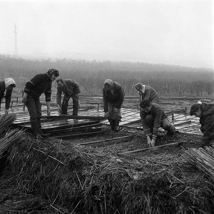 minerva_1985_c2_c1r4_012