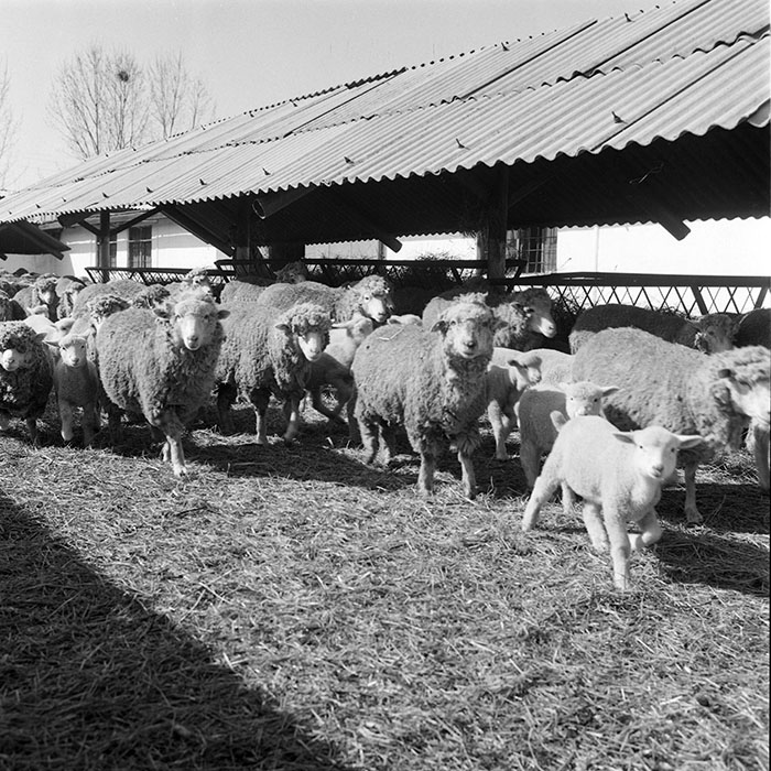 minerva_1985_c2_c1r4_013