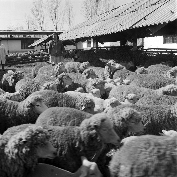 minerva_1985_c2_c1r4_014