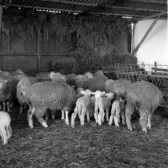 minerva_1985_c2_c1r4_016