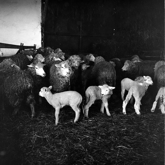 minerva_1985_c2_c1r4_017