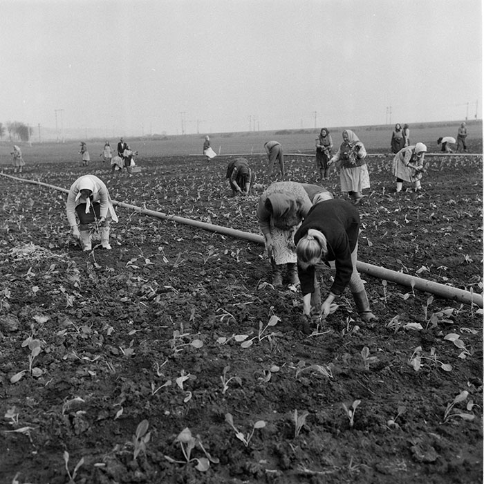 minerva_1985_c2_c1r4_022