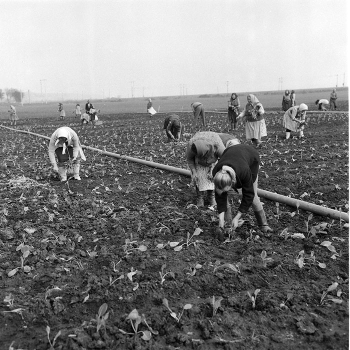 minerva_1985_c2_c1r4_023