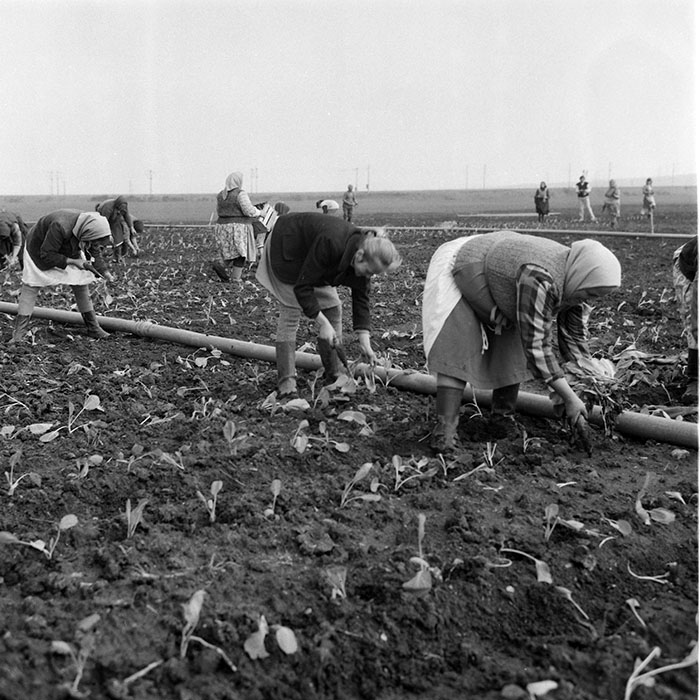 minerva_1985_c2_c1r4_024